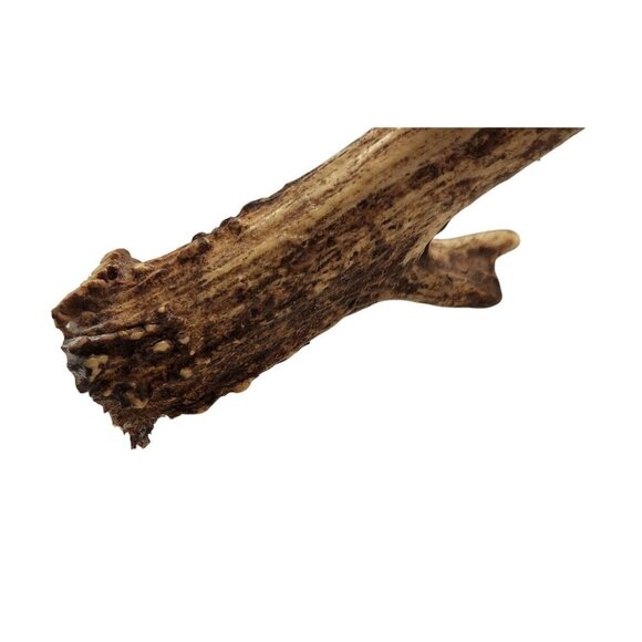 Deer Antlers For Rustic Decor Or Craft Projects or Dog Chews - Picture 6 of 11